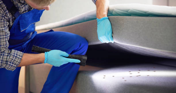 Best Wasp Removal Services  in Jordan, MN