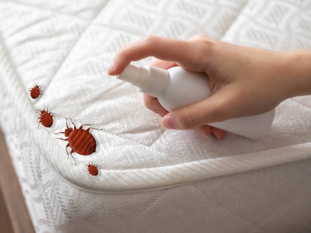 Reliable Jordan, MN Pest Control Solutions