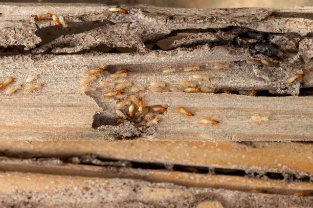 Insect Control in Jordan, MN